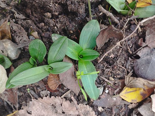 Ophrys exaltata subsp. marzuola  - Gérard Joseph