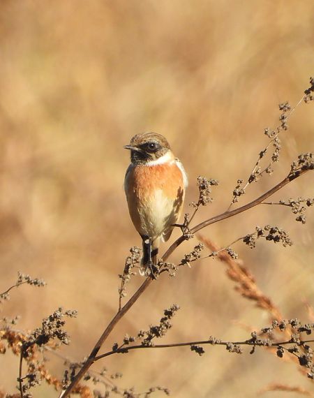 Saltimpalo comune  - Dario Bosio