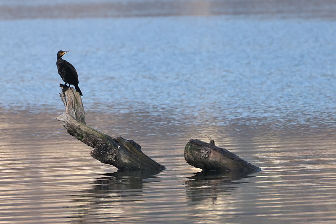 Cormorano  - Adelfina Aldrovandi
