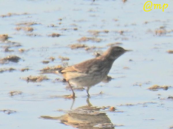 Spioncello  - Mario Paloni