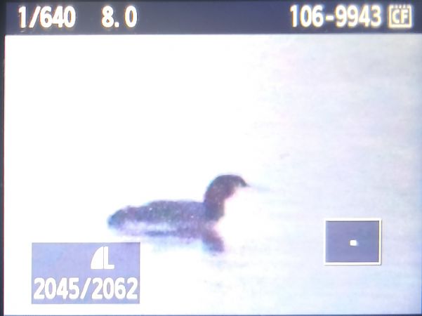 Plongeon imbrin  - Tadeusz Sobuś