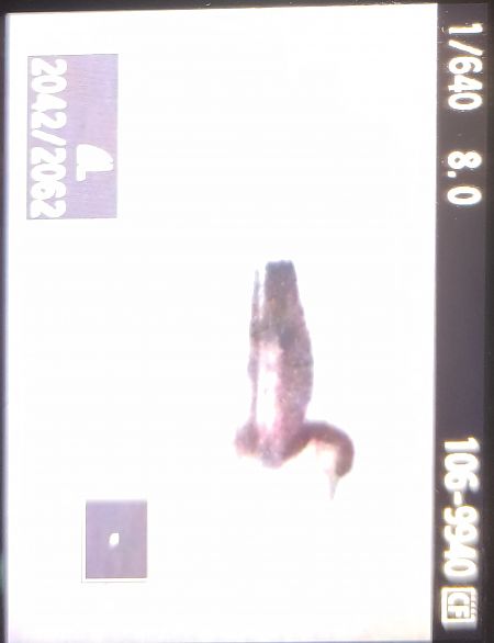 Plongeon imbrin  - Tadeusz Sobuś