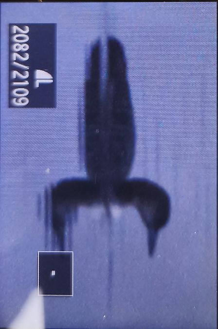 Plongeon imbrin  - Tadeusz Sobuś