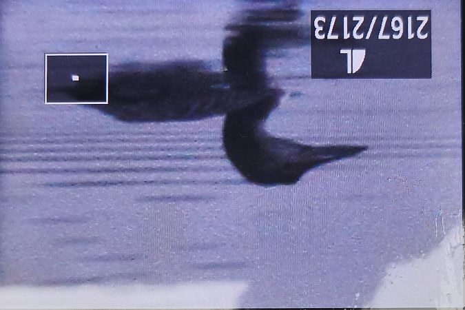 Plongeon imbrin  - Tadeusz Sobuś