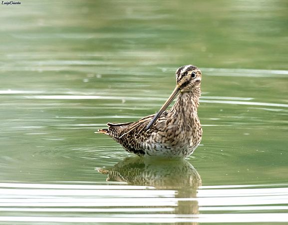 Beccaccino  - Anonimo