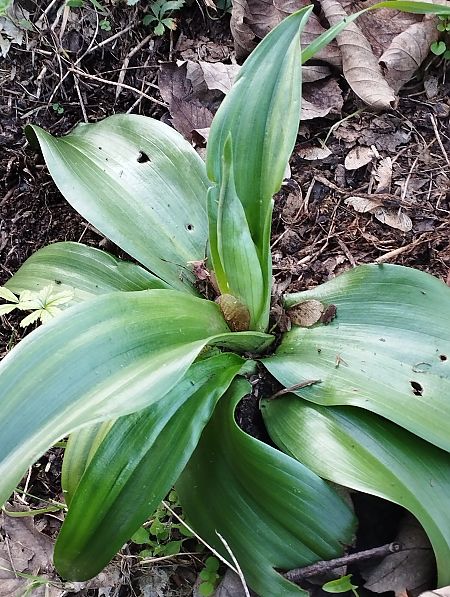 Himantoglossum robertianum  - Gérard Joseph