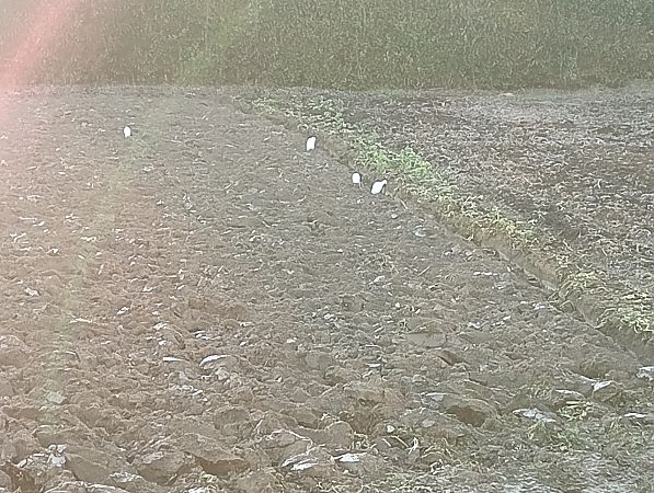 Airone guardabuoi  - Enrico Caprio