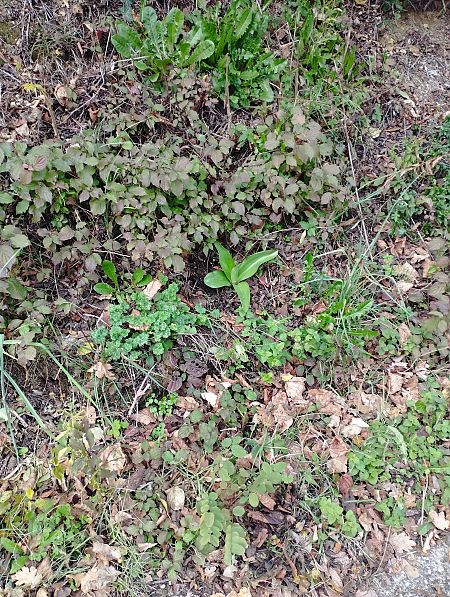 Himantoglossum robertianum  - Gérard Joseph