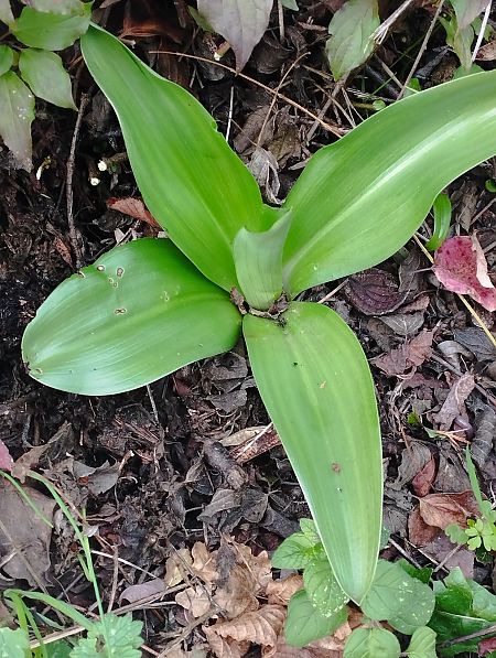 Himantoglossum robertianum  - Gérard Joseph