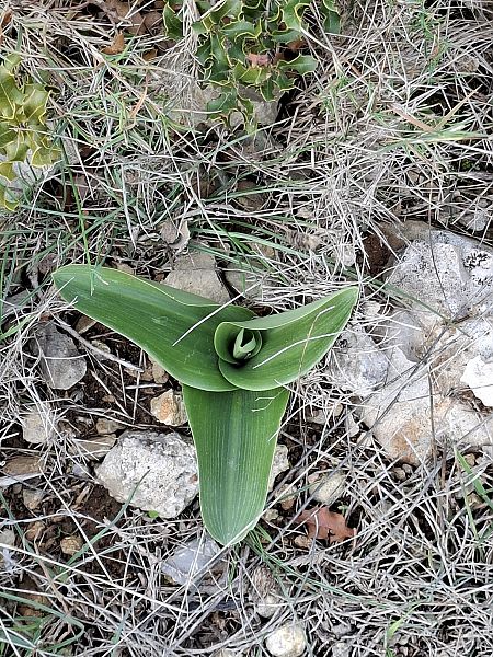 Himantoglossum robertianum 