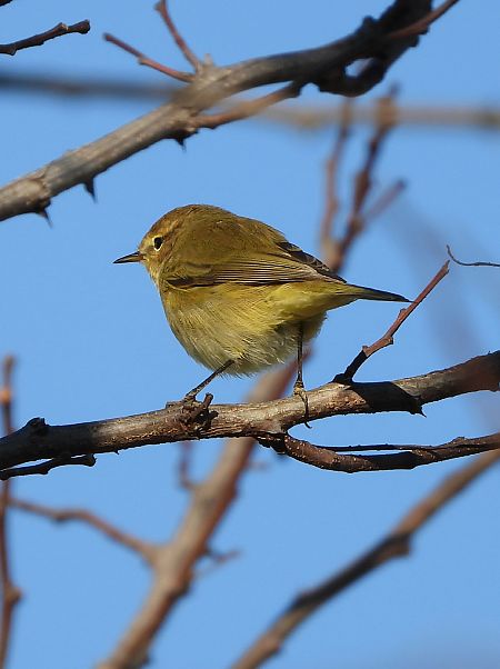 Luì piccolo  - Dario Bosio
