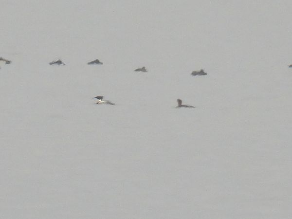 szlachar  - Kacper Mikulski