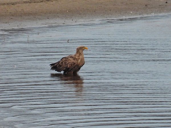 Seeadler  - Kacper Mikulski