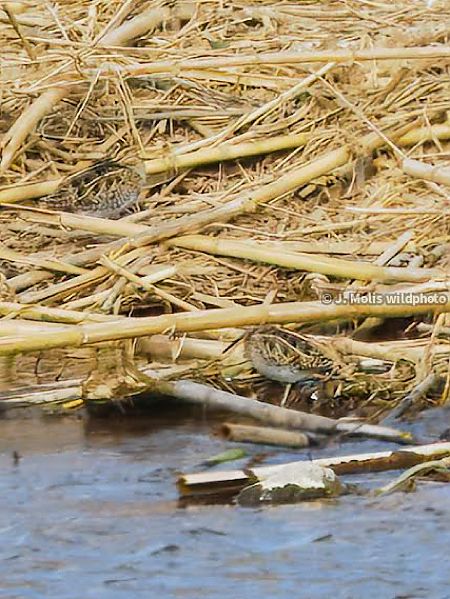 Becadell comú  - Jose Molis