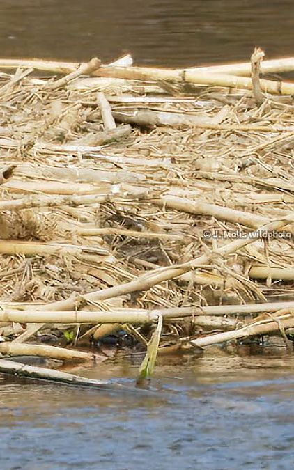 Becadell comú  - Jose Molis