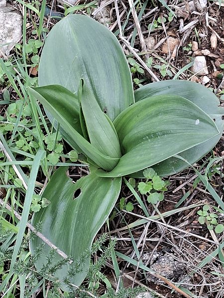 Himantoglossum robertianum 