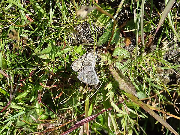 Erebia cassioides  - Anne et Pierre Rigaud