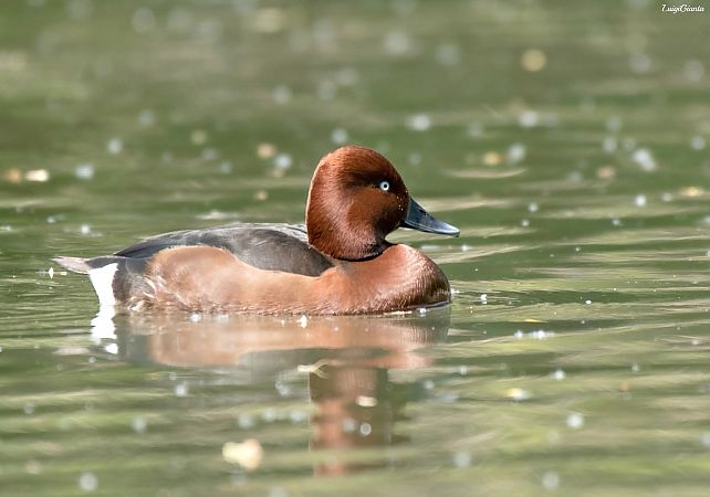 Moretta tabaccata  - Anonimo