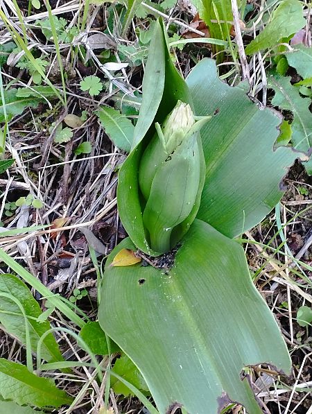 Himantoglossum robertianum  - Gérard Joseph