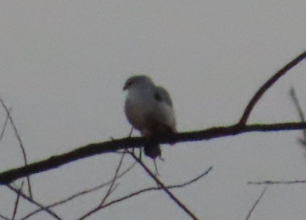 kaniuk  - Piotr Górski