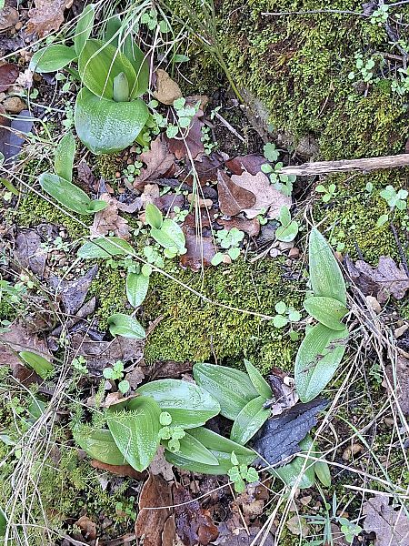 Himantoglossum robertianum 