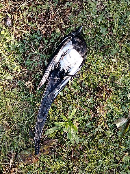 Gazza  - Colombo Lorenzo