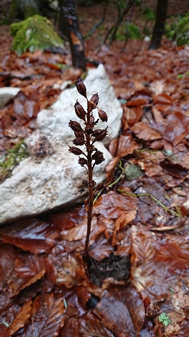 Neottia nidus-avis  - Loïs Rancilhac