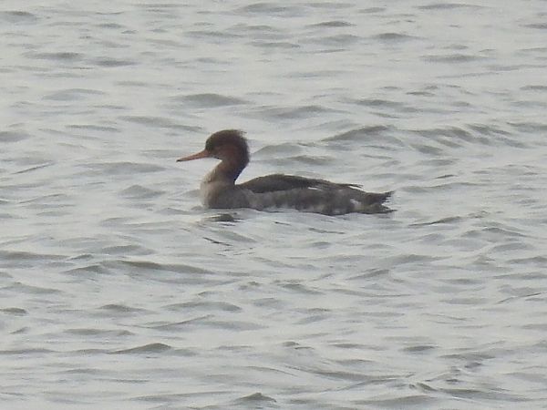 Mittelsäger  - Kacper Mikulski