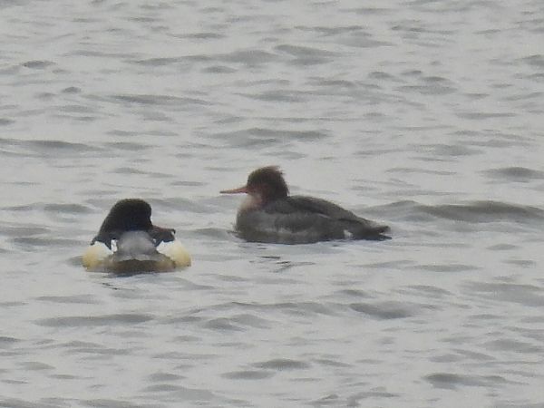 Harle huppé  - Kacper Mikulski