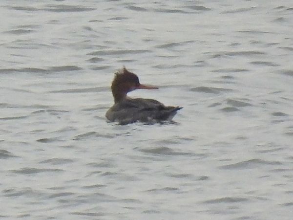 Harle huppé  - Kacper Mikulski