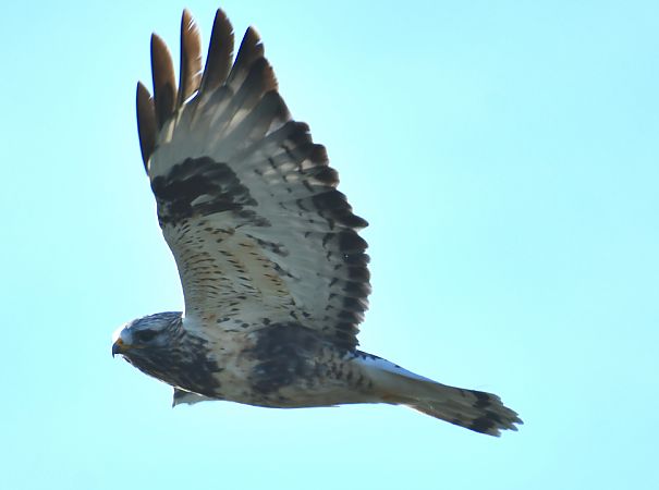 Raufussbussard  - Paweł Zaniecki