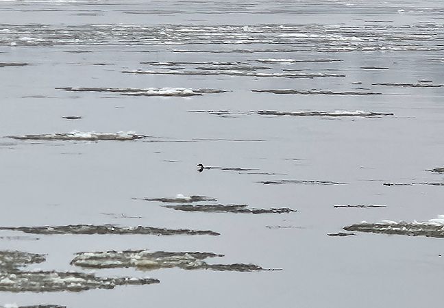 perkozek  - Anna Kamilewicz-Wicik