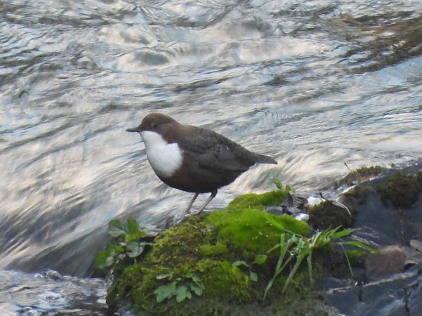 Merlo acquaiolo  - Enrico Carta