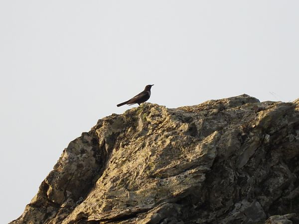 Merlo dal collare  - Cosimo Gabbani