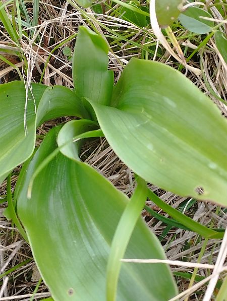 Himantoglossum robertianum  - Gérard Joseph