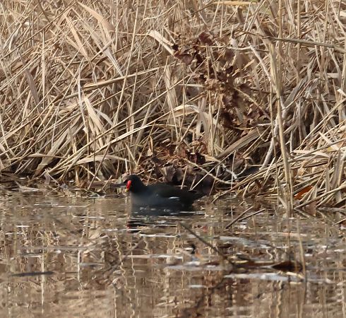 Gallinella d'acqua  - Adelfina Aldrovandi