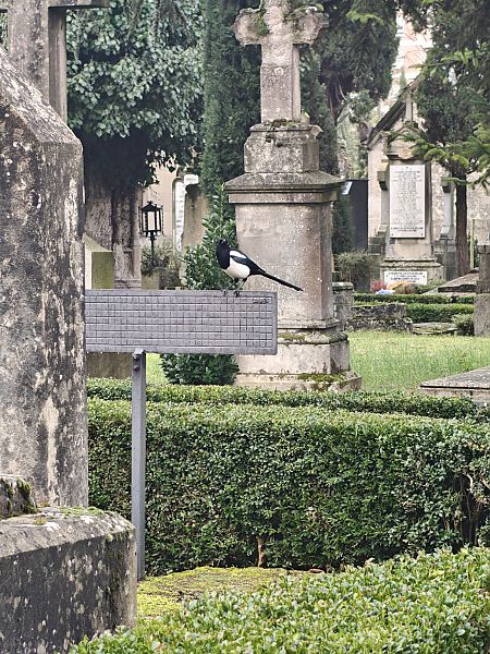 Eurasian Magpie  - Vanesa López Vázquez