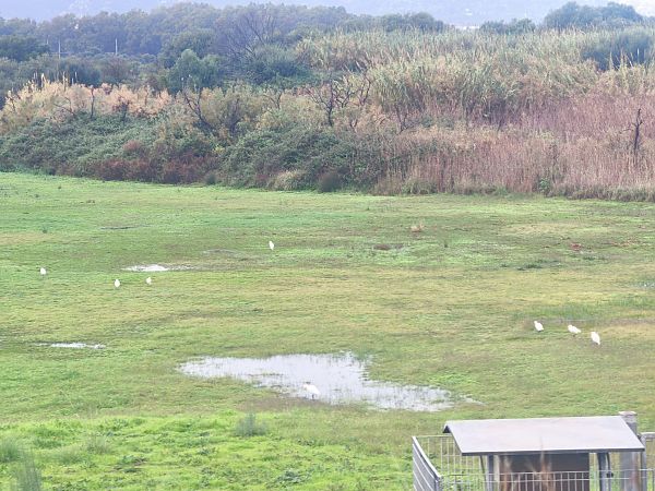 Airone guardabuoi  - Fabio Cilea