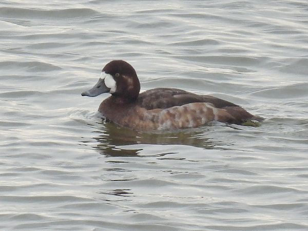 ogorzałka  - Kacper Mikulski