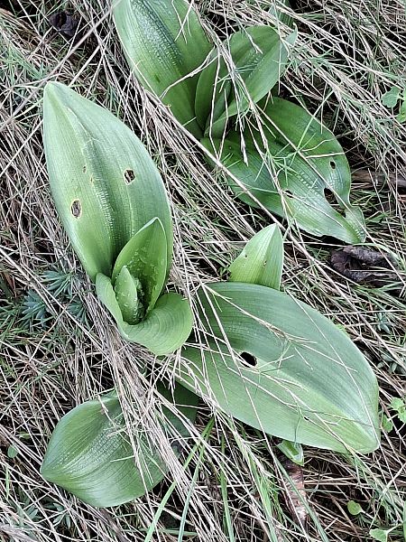 Himantoglossum robertianum 