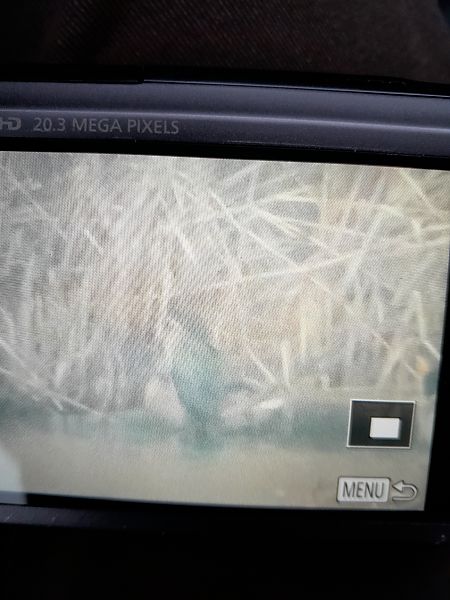 kormoran mały  - Dariusz Piechota