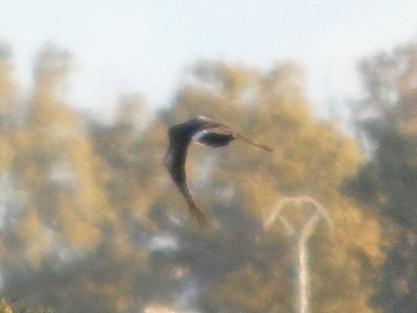 Busard pâle  - Rosario Dario Amore