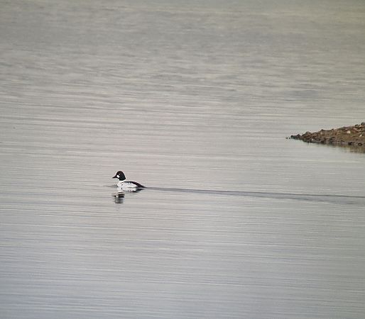 gągoł  - Tomasz Zarzycki