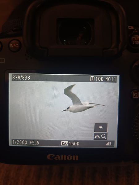 Sandwich Tern  - Michał Polakowski