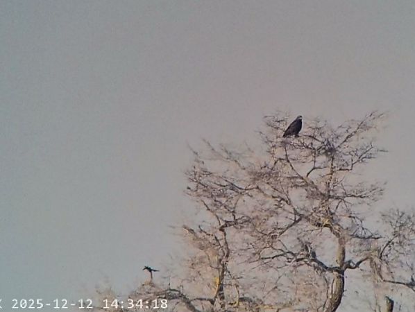 Aquila anatraia maggiore  - Massimo Tassinari