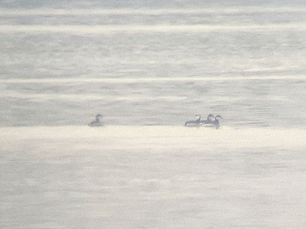 perkoz rogaty  - Marcelina Poddaniec