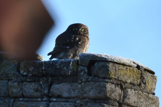 pójdźka  - Paweł Zaniecki