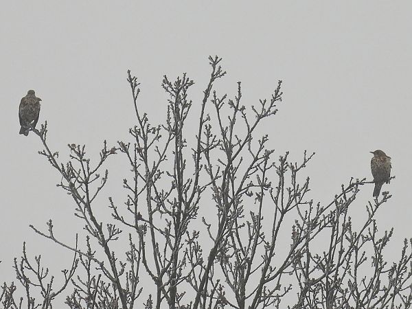 paszkot  - Kacper Mikulski