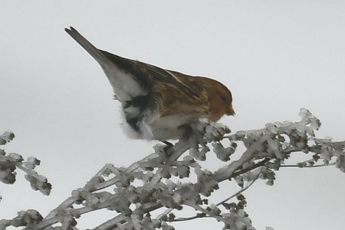 rzepołuch  - Paweł Zaniecki
