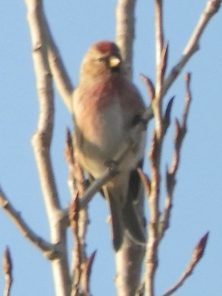 Organetto  - Massimo Tassinari